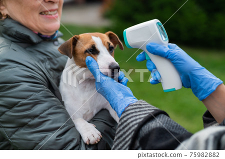 The veterinarian measures the temperature of the dog with a non-contact infrared thermometer outdoors The veterinarian measures the temperature of the dog with a non-contact infrared thermometer outdoors 75982882
