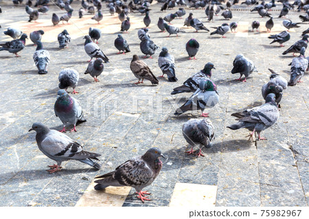 A lot of doves 75982967