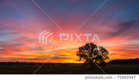 Sunrise over field and tree 75983047