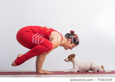 Caucasian woman practices yoga in a red bodysuit with her dog Jack Russell Terrier on a white background. The girl stands in the bokasana pose Caucasian woman practices yoga in a red bodysuit with her dog Jack Russell Terrier on a white background. The girl stands in the bokasana pose 75983304
