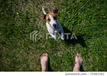 A loyal dog looks at the owner. Playful Jack Russell Terrier puppy standing next to the bare male feet on the green grass. View from above. Faceless man looks at the pet walking in the park. 75983362