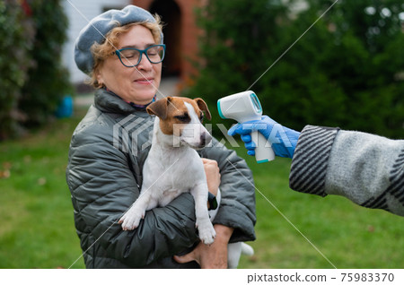 The veterinarian measures the temperature of the dog with a non-contact infrared thermometer outdoors 75983370