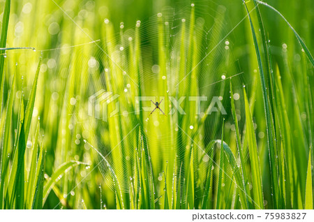 Spider on cobweb Spider on cobweb 75983827