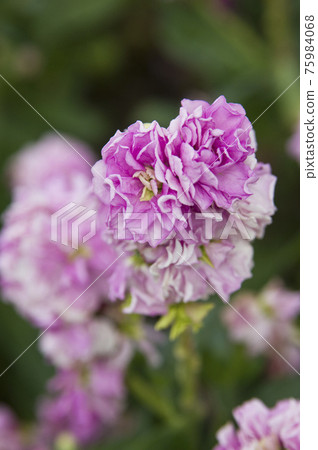 粉紅色的股票花正在盛開。學名是Matthiola incana。 75984068