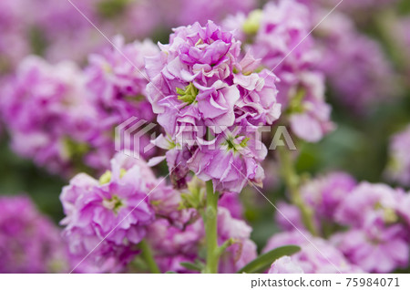 Pink stock flowers are in bloom. The scientific name is Matthiola incana. Pink stock flowers are in bloom. The scientific name is Matthiola incana. 75984071
