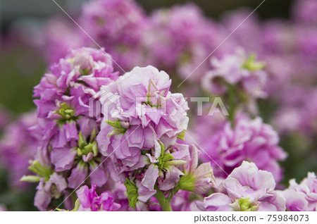 Pink stock flowers are in bloom. The scientific name is Matthiola incana. Pink stock flowers are in bloom. The scientific name is Matthiola incana. 75984073