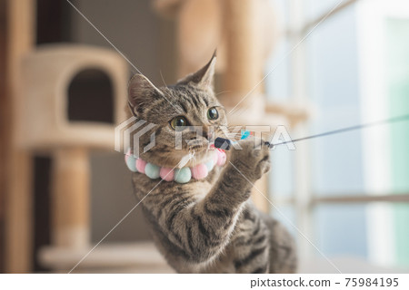 cat playing a cat feather toy 75984195