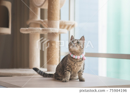 Cute cat looking while sitting up on wooden table Cute cat looking while sitting up on wooden table 75984196