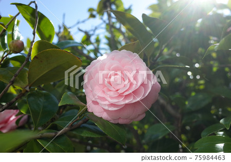 Pink camellia (maiden camellia) 75984463