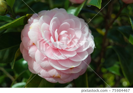 Pink camellia (maiden camellia) 75984467