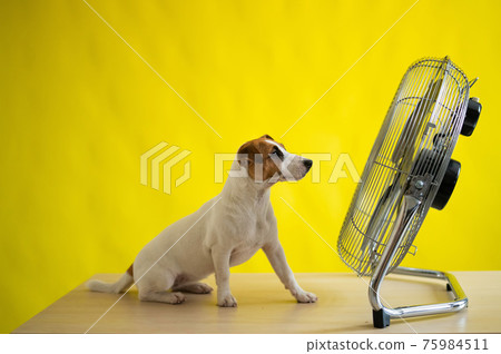 A small cute dog sits on a table in front of a large electric fan on a yellow background. Jack Russell Terrier is chilling on a hot summer day. Cold breeze. A small cute dog sits on a table in front of a large electric fan on a yellow background. Jack Russell Terrier is chilling on a hot summer day. Cold breeze. 75984511