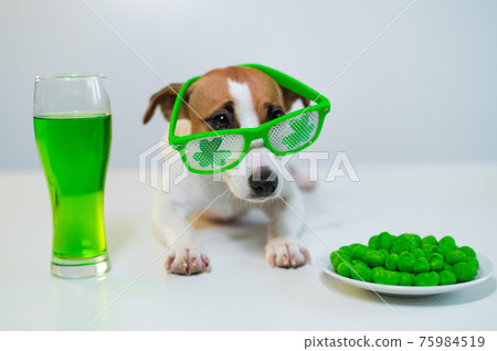 Dog with a mug of green beer and glazed nuts in funny glasses on a white background. Jack russell terrier celebrates st patrick's day Dog with a mug of green beer and glazed nuts in funny glasses on a white background. Jack russell terrier celebrates st patrick's day 75984519