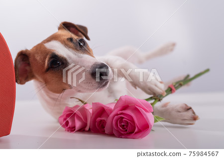 A cute dog lies next to a heart-shaped box and holds a bouquet of pink roses on a white background. Valentine's day gift A cute dog lies next to a heart-shaped box and holds a bouquet of pink roses on a white background. Valentine's day gift 75984567