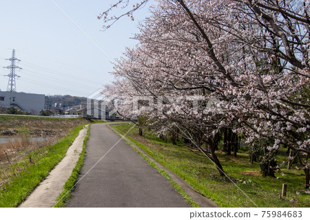 櫻花在北部公園 櫻花在北部公園 75984683