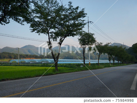 Asphalt road and trees in Korea 75984998