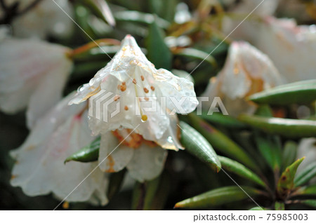 被雨淋濕的石竹花 被雨淋濕的石竹花 75985003