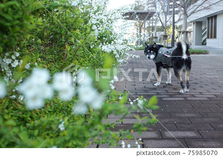 Black shiba inu walk Black shiba inu walk 75985070