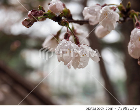 韓國櫻花風景 75985179