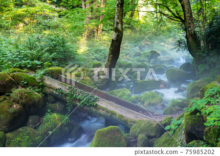 Fresh green, clear stream, eco-image (Oyama Kitanizawa mountain stream) Fresh green, clear stream, eco-image (Oyama Kitanizawa mountain stream) 75985202