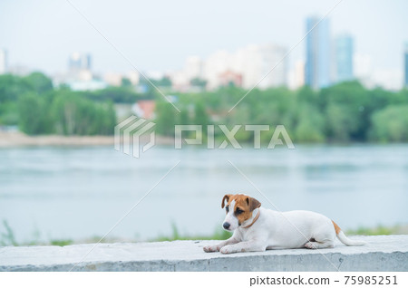 Frightened puppy lies on the parapet. Scared dog Jack Russell Terrier on the river bank against the backdrop of the city. Frightened puppy lies on the parapet. Scared dog Jack Russell Terrier on the river bank against the backdrop of the city. 75985251