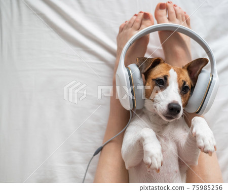 Cute dog jack russell terrier lies on its back on the legs of its owner and listens to music on headphones. Cute dog jack russell terrier lies on its back on the legs of its owner and listens to music on headphones. 75985256