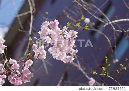 Cherry blossoms blooming in urban areas 75985351