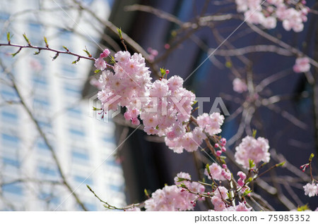Cherry blossoms blooming in urban areas Cherry blossoms blooming in urban areas 75985352