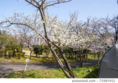 Cherry blossoms in northern park Cherry blossoms in northern park 75985452