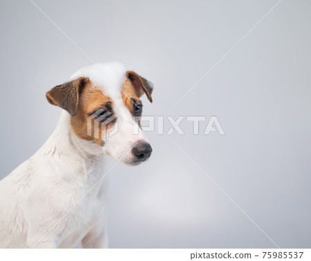 Funny dog jack russell terrier with foam on his head on a white background. Copy space. Funny dog jack russell terrier with foam on his head on a white background. Copy space. 75985537