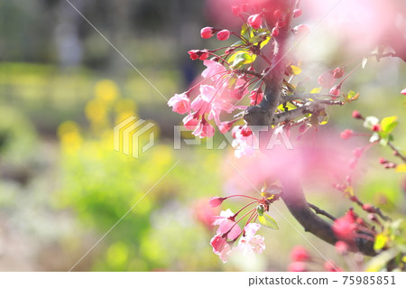 油菜花盛開的花海藻 (Hanakaido) 背景 油菜花盛開的花海藻 (Hanakaido) 背景 75985851