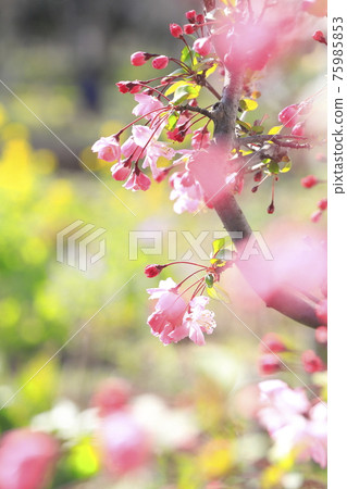 Flower seaweed in full bloom (Hanakaido) background of rape blossoms Flower seaweed in full bloom (Hanakaido) background of rape blossoms 75985853