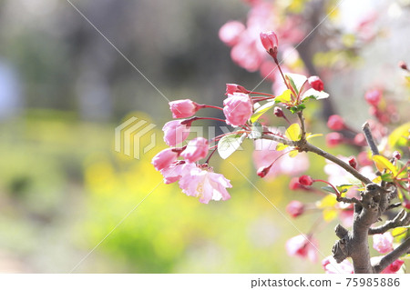 油菜花盛開的花海藻 (Hanakaido) 背景 油菜花盛開的花海藻 (Hanakaido) 背景 75985886