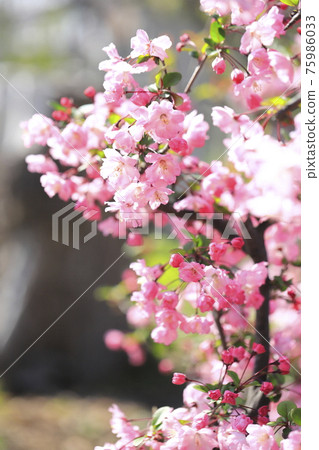 Malus halliana in full bloom Malus halliana in full bloom 75986033