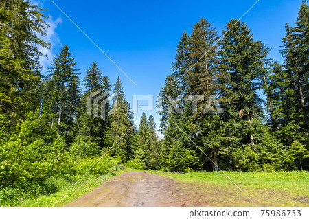 Carpathians mountain forest Carpathians mountain forest 75986753