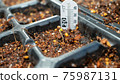 Seedling raising of cell tray germination Seedling raising of cell tray germination 75987131