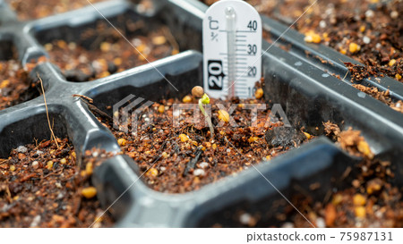 細胞托盤發芽育苗 細胞托盤發芽育苗 75987131