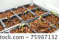 Seedling raising of cell tray germination Seedling raising of cell tray germination 75987132