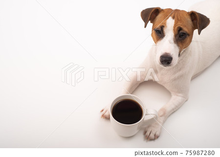 Jack russell terrier dog with a mug of black coffee on a white background. Jack russell terrier dog with a mug of black coffee on a white background. 75987280
