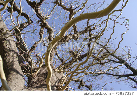 這棵鬆軟的樹是 unryugwa 樹。學名是 Morus latifolia f. Spira 這棵鬆軟的樹是 unryugwa 樹。學名是 Morus latifolia f. Spira 75987357