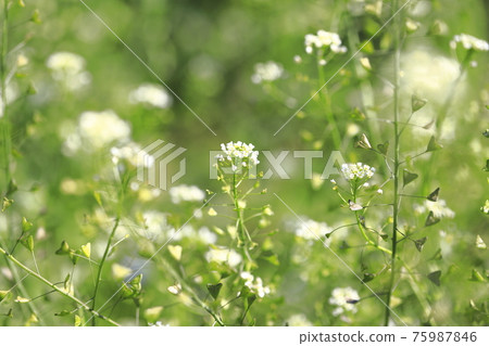 Nazuna Spring Seven Herbs Nazuna Spring Seven Herbs 75987846