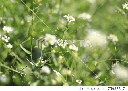 Nazuna Spring Seven Herbs Nazuna Spring Seven Herbs 75987847