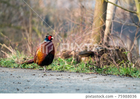An Beautiful pheasant An Beautiful pheasant 75988036