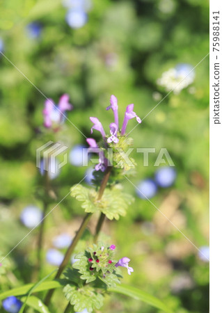 佛料 (Henbit) 或 Sankaigusa (Sangaigusa) 佛料 (Henbit) 或 Sankaigusa (Sangaigusa) 75988141