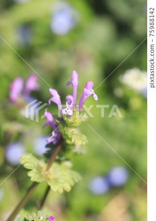 Buddha material (Henbit) or Sankaigusa (Sangaigusa) Buddha material (Henbit) or Sankaigusa (Sangaigusa) 75988142