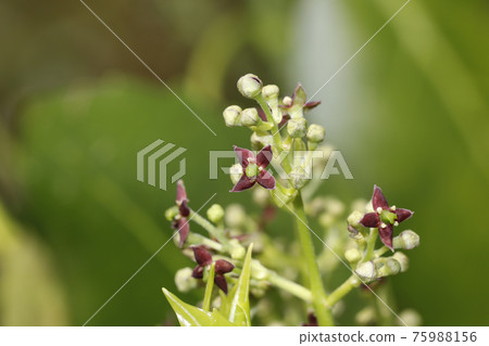 Laurel flowers and buds 75988156