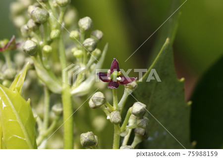 Laurel flowers and buds Laurel flowers and buds 75988159