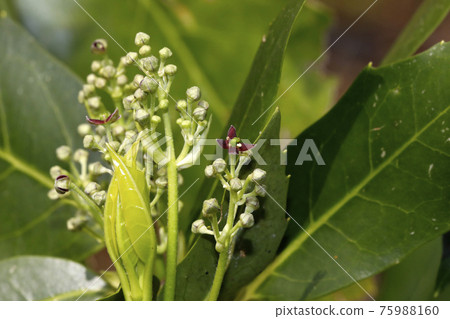Laurel flowers and buds 75988160
