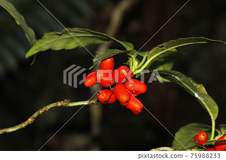 Red berries of Aoki 75988233