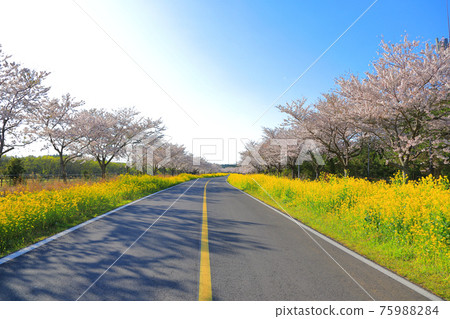 綠山路，櫻花，油菜花，春天的花朵，美麗的道路，櫻花路，加西里， 75988284