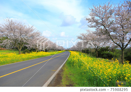 綠山路，櫻花，油菜花，春天的花朵，美麗的道路，櫻花路，加西里， 75988295